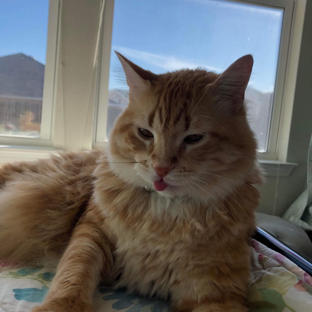 Meet your Posher, Nica